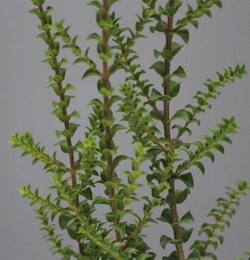 センテッドペーパーバーク Melaleuca squarrosa